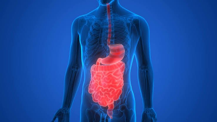 DIGESTIVE PRODUCTS